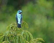 Spangled Cotinga