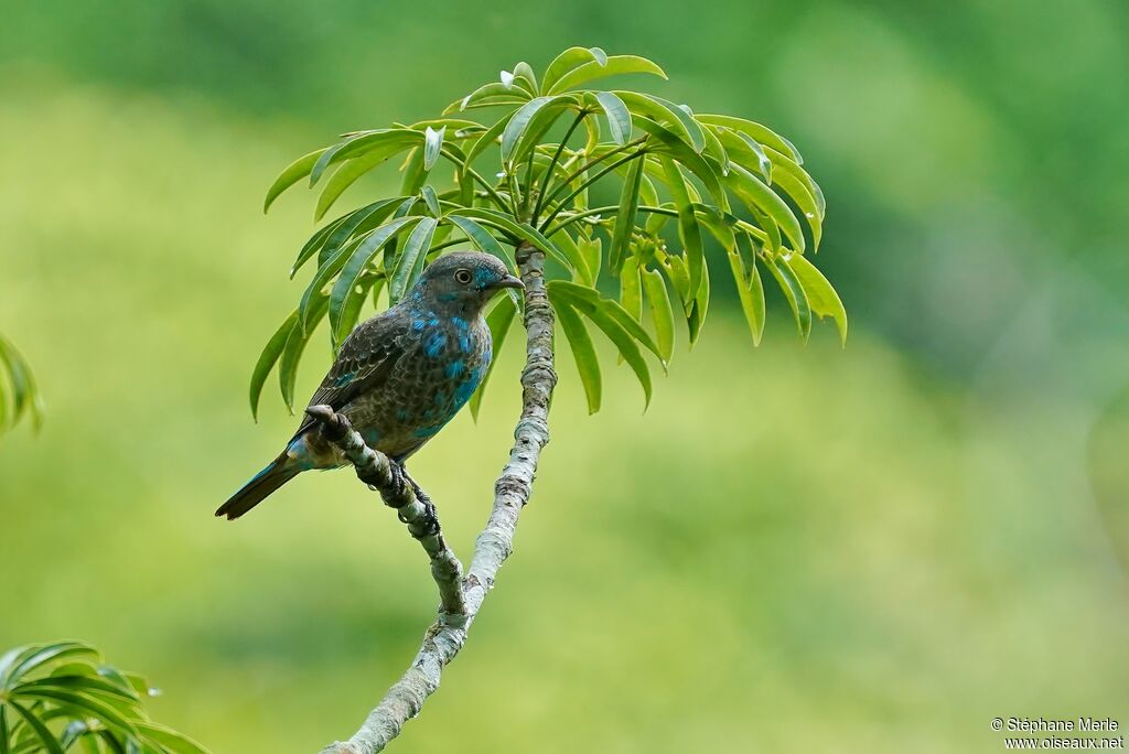 Plum-throated Cotingajuvenile