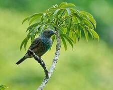 Plum-throated Cotinga