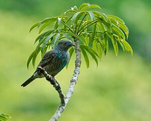 Cotinga des Maynas