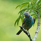 Cotinga des Maynas