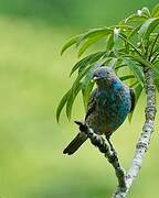 Plum-throated Cotinga