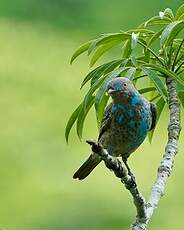 Cotinga des Maynas