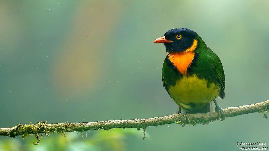 Orange-breasted Fruiteater male adult breeding