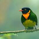 Cotinga jucunda