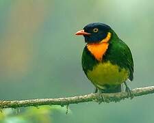 Orange-breasted Fruiteater