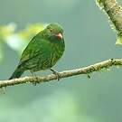 Cotinga jucunda