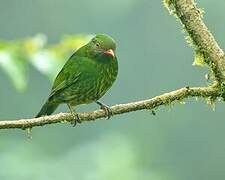 Orange-breasted Fruiteater