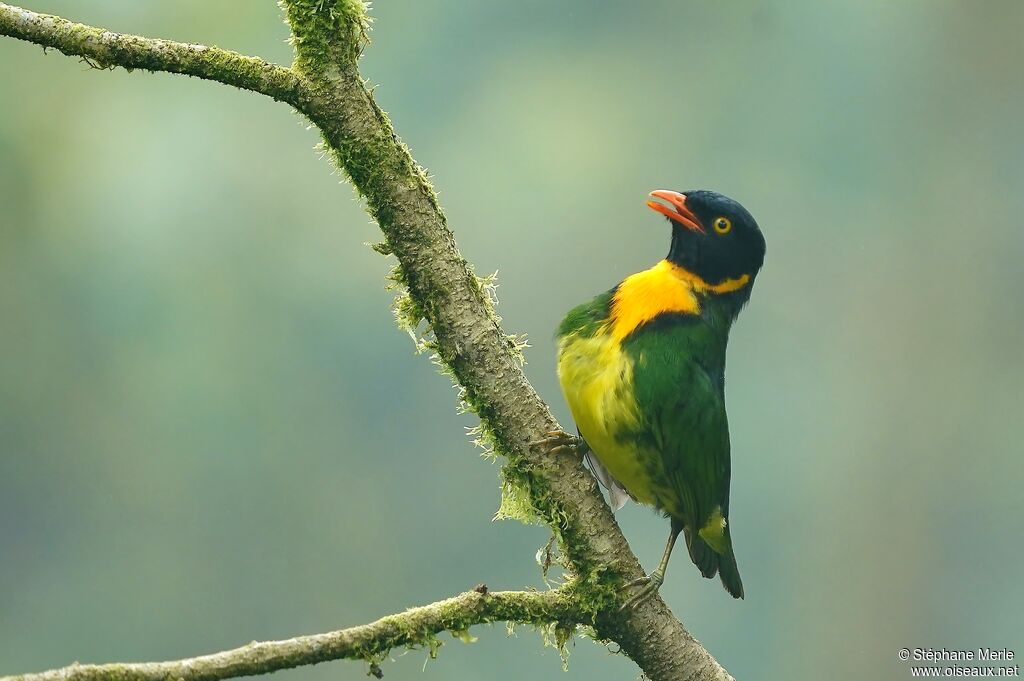 Orange-breasted Fruiteater male adult