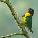 Cotinga jucunda