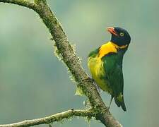 Orange-breasted Fruiteater