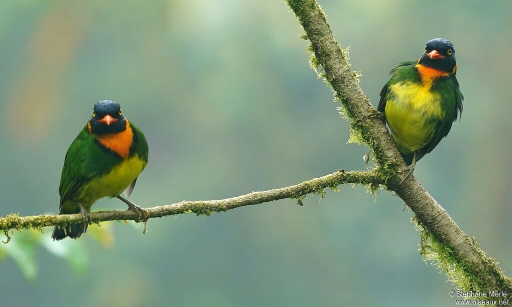 Orange-breasted Fruiteater male adult