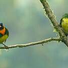 Cotinga jucunda