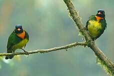 Cotinga jucunda