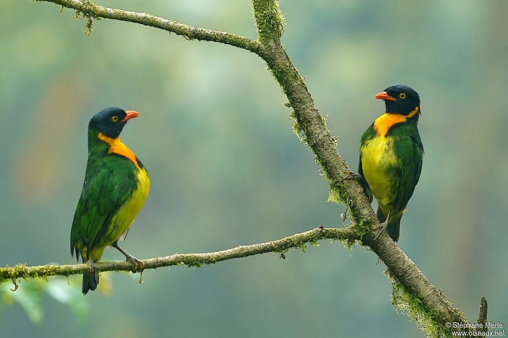 Orange-breasted Fruiteater