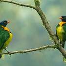 Cotinga jucunda