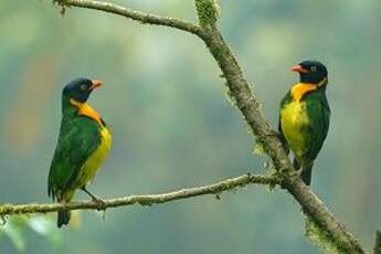 Cotinga jucunda