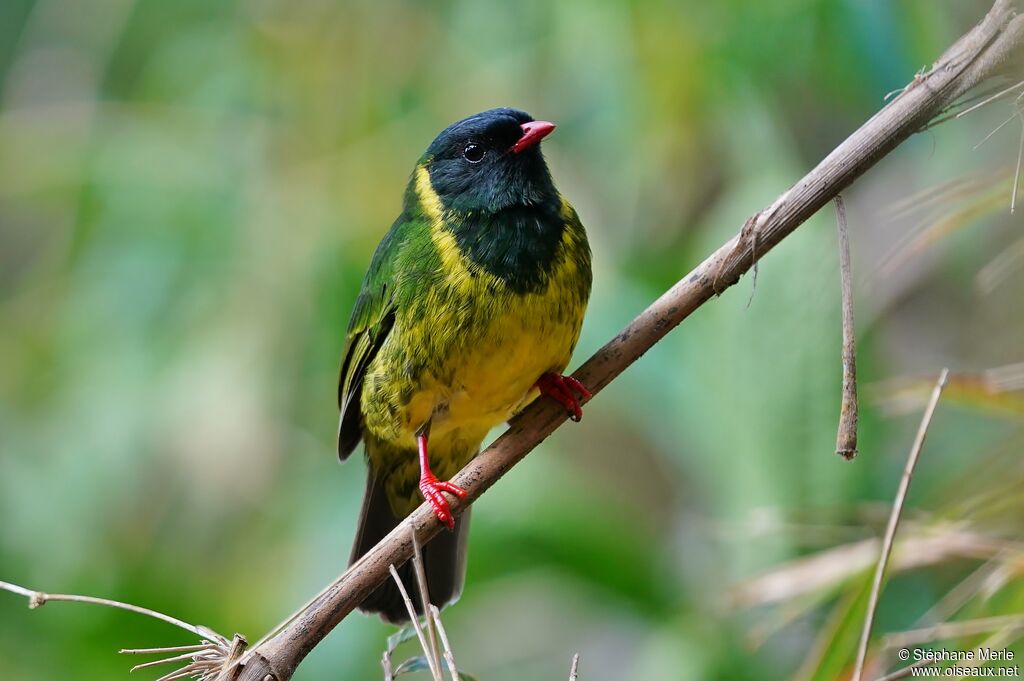 Cotinga vert et noir mâle adulte