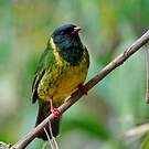 Cotinga vert et noir
