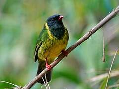 Green-and-black Fruiteater