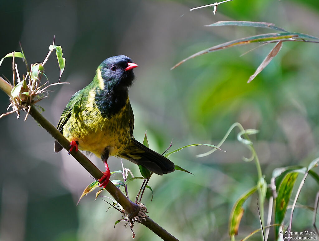 Green-and-black Fruiteater male adult