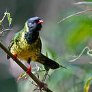 Cotinga vert et noir