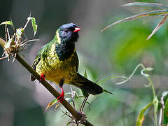 Green-and-black Fruiteater