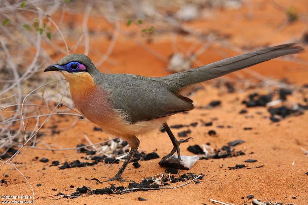 Coua coureuradulte, identification