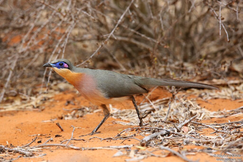 Coua coureuradulte