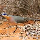 Coua coureur