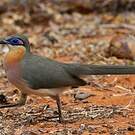 Coua coureur