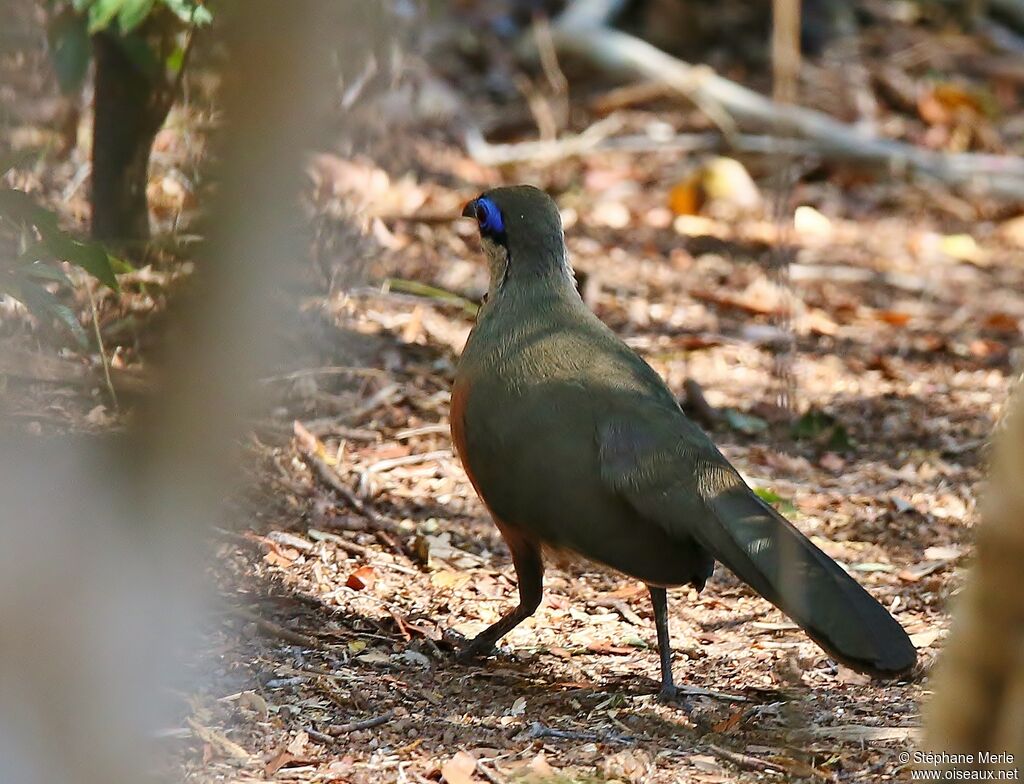 Coquerel's Couaadult