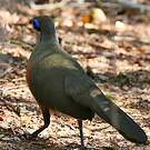 Coua de Coquerel