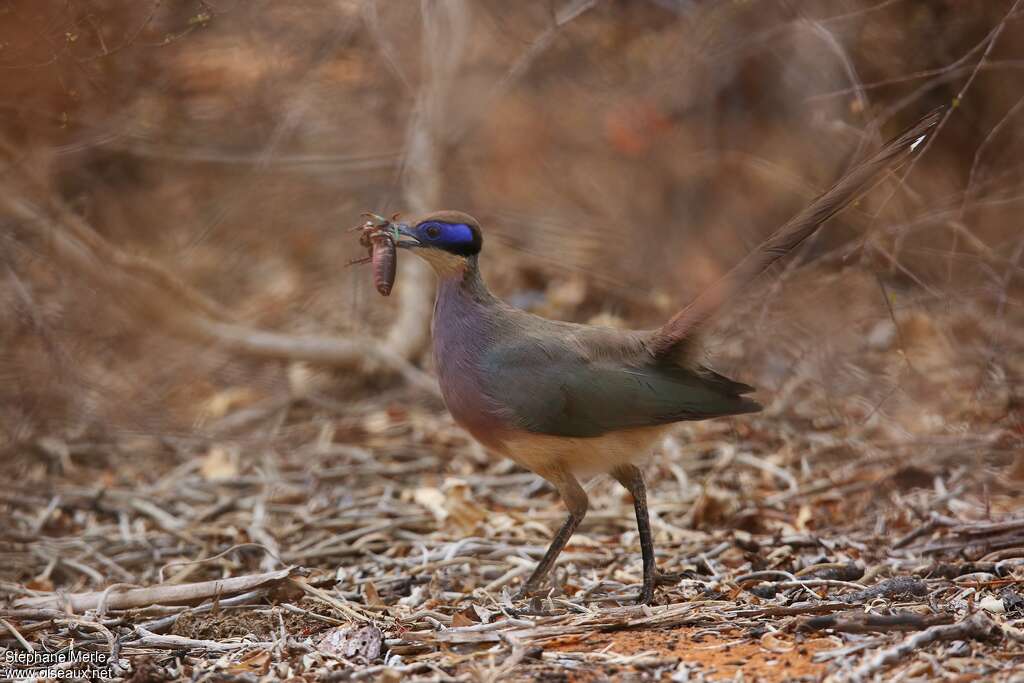 Coua géantadulte, régime