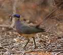 Coua géant