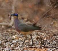 Coua géant
