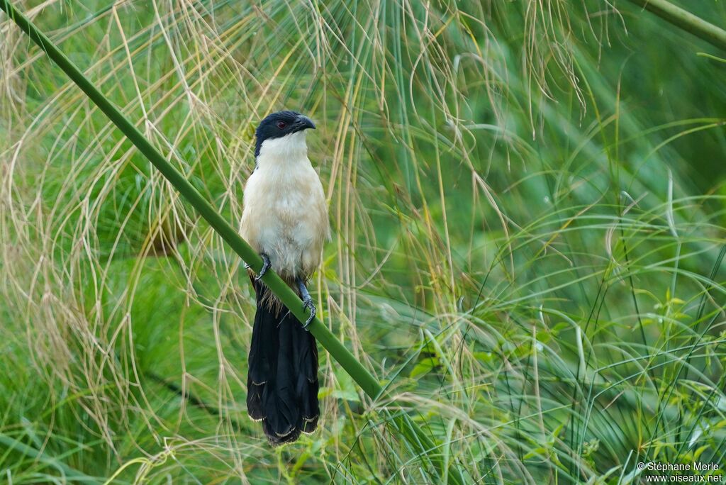 Coucal à nuque bleueadulte