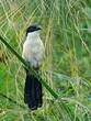 Coucal à nuque bleue