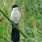 Coucal à nuque bleue