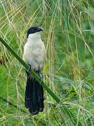 Blue-headed Coucal