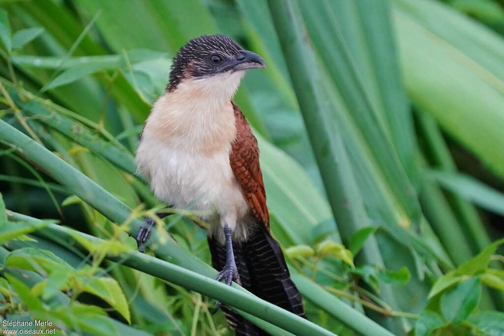 Blue-headed Coucaljuvenile, close-up portrait