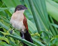 Coucal à nuque bleue