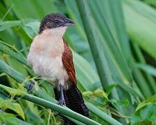 Blue-headed Coucal