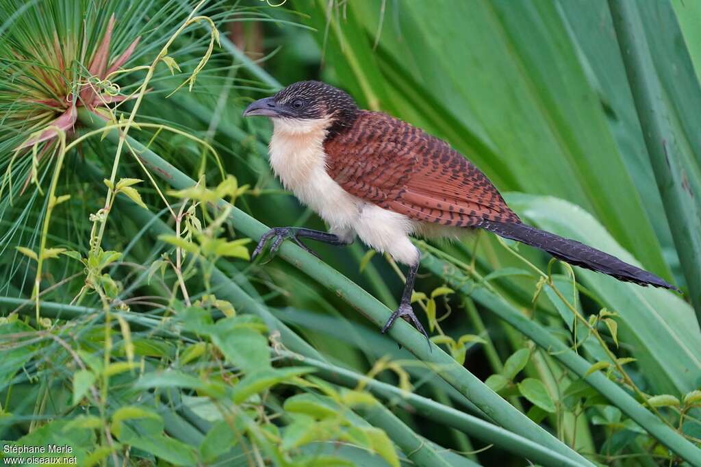 Coucal à nuque bleuejuvénile, identification