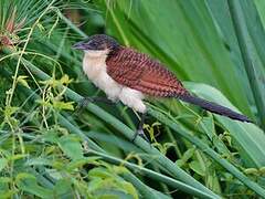 Coucal à nuque bleue