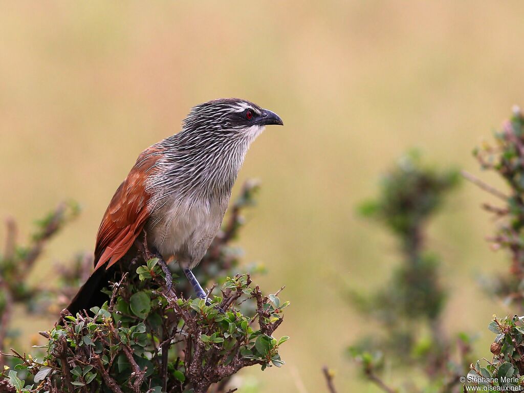 Coucal à sourcils blancsadulte