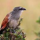 Coucal à sourcils blancs
