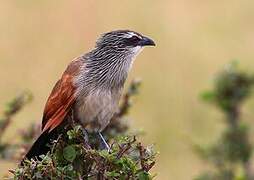 Coucal à sourcils blancs