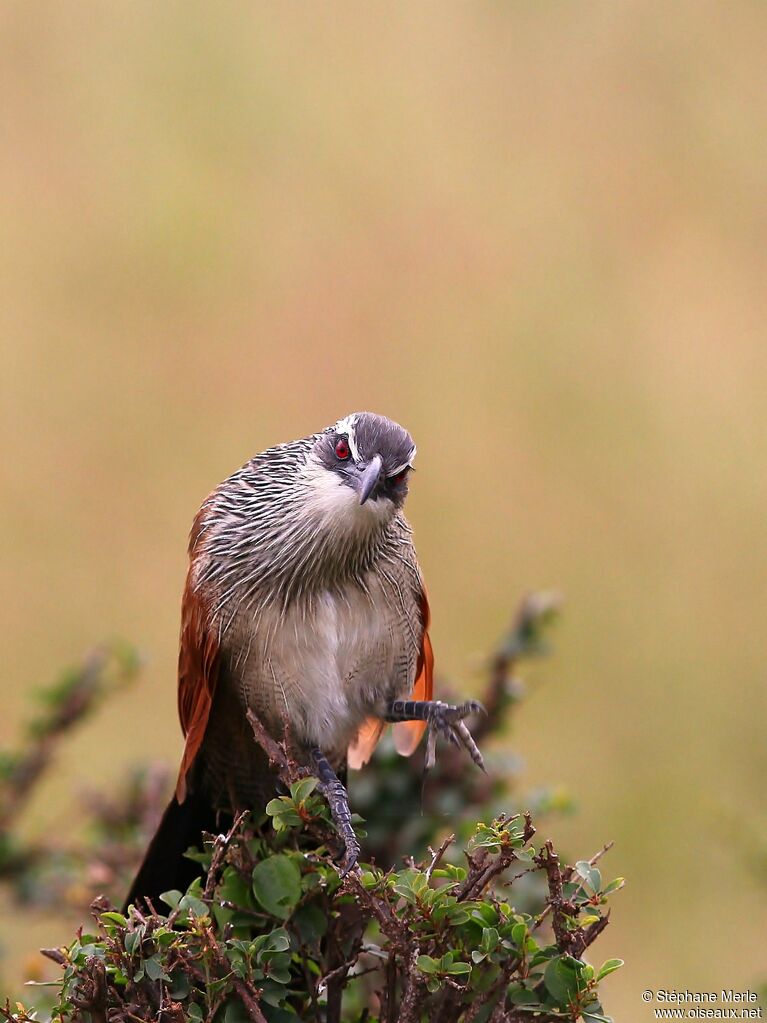 Coucal à sourcils blancs