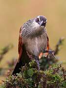 White-browed Coucal